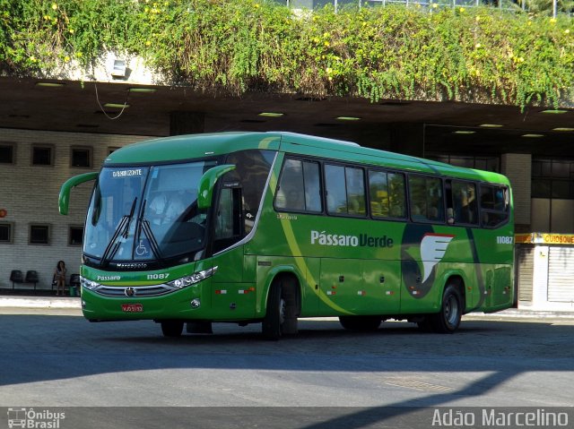 Pássaro Verde 11087 na cidade de Belo Horizonte, Minas Gerais, Brasil, por Adão Raimundo Marcelino. ID da foto: 3702369.