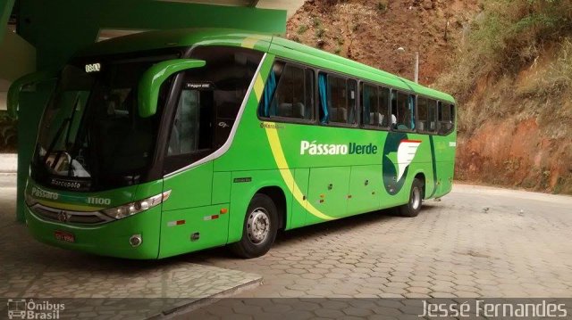 Pássaro Verde 11100 na cidade de Caratinga, Minas Gerais, Brasil, por Jessé Fernandes. Número da foto: #3749268.