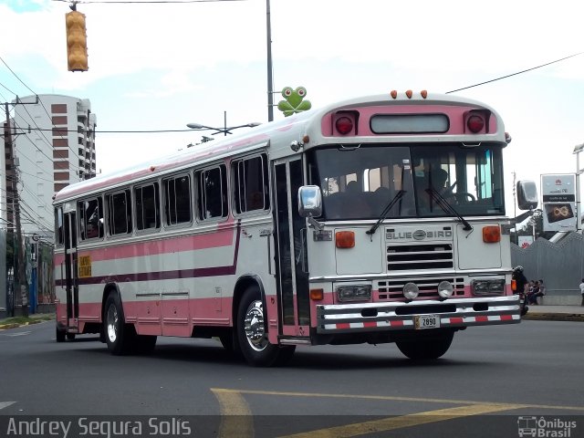 Transportes Iván Alpízar Rodríguez AB 2890 na cidade de Mata Redonda, San José, San José, Costa Rica, por Andrey Segura Solís. Número da foto: #3856683.