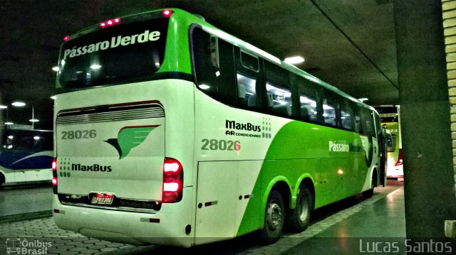 Pássaro Verde 28026 na cidade de Belo Horizonte, Minas Gerais, Brasil, por Lucas Santos. Número da foto: #3203861.